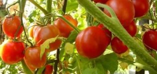 Description de la variété de tomate Sharada, ses caractéristiques et sa productivité