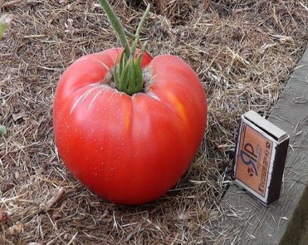 Eigenschaften und Beschreibung der Tomatensorte Fat Monk