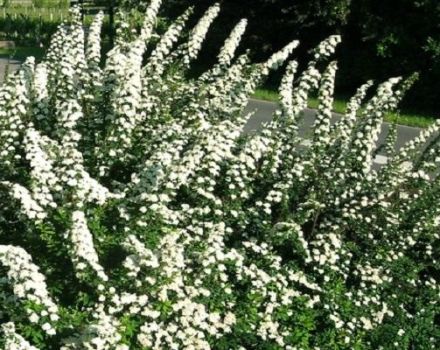 Description et caractéristiques de Spirea Nippon Snowmound, plantation et entretien