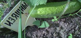 Description of the Graceful cucumber variety, its characteristics and cultivation