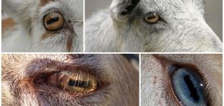 La structure et les couleurs des yeux de chèvre, les caractéristiques des pupilles et les maladies
