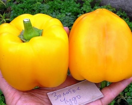 Description de la variété de poivre Golden Miracle, ses caractéristiques et son rendement