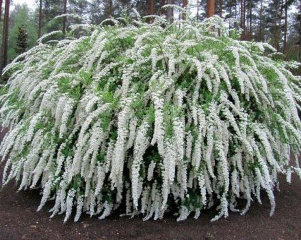 Beschreibung und Eigenschaften von Argut spirea, Pflanzen, Anbau und Pflege