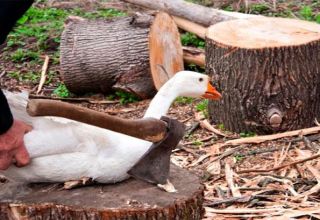 À quel âge et au poids moyen des oies pour les abattre pour la viande, les 4 meilleures façons