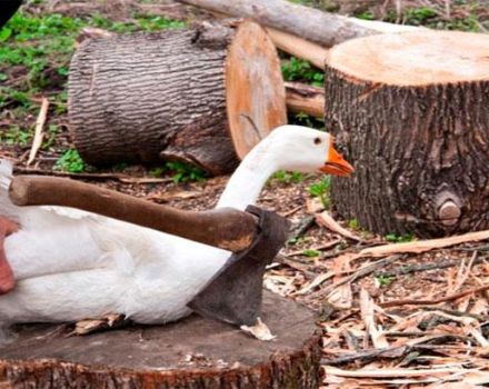 À quel âge et au poids moyen des oies pour les abattre pour la viande, les 4 meilleures façons