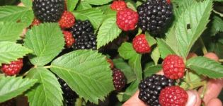 Planter, cultiver et entretenir des mûres dans l'Oural et en Sibérie, les meilleures variétés