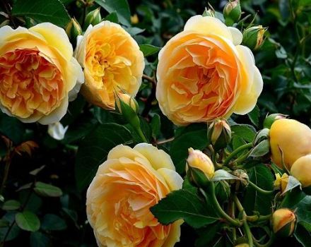 Description of the Greham Thomas rose variety, planting and care, pruning and reproduction
