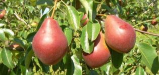 Description of pear varieties Nadyadnaya Efimova and cultivation features