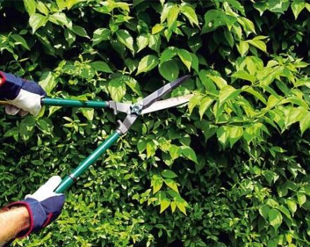 Comment tailler correctement les arbustes d'épine-vinette en été, au printemps et en automne