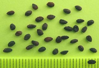 Comment faire pousser des groseilles à maquereau à partir de graines à la maison