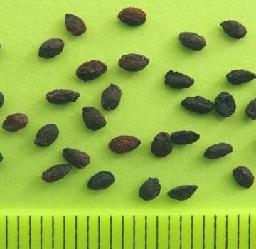 Comment faire pousser des groseilles à maquereau à partir de graines à la maison