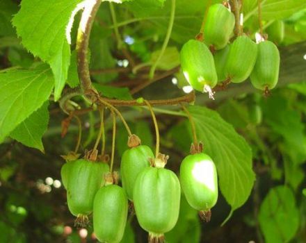 Cultiver et entretenir les actinidies en Sibérie, description des meilleures variétés de kiwi