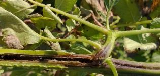 Wie gehe ich mit Blackleg auf Kartoffeln um?