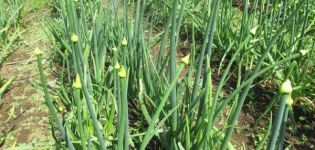 Warum kann der Bogen zum Pfeil gehen, was tun und können sie abgeschnitten werden?