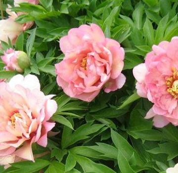 Descriptions et caractéristiques des meilleures variétés et hybrides d'Ito-pions, plantation et entretien