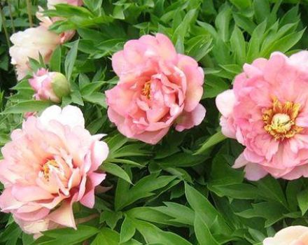 Descriptions and characteristics of the best varieties and hybrids of Ito-pions, planting and care