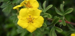 Description de l'arbuste Potentilla Goldstar, plantation et entretien