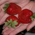 Description and characteristics of strawberry varieties Marmalade, cultivation and reproduction