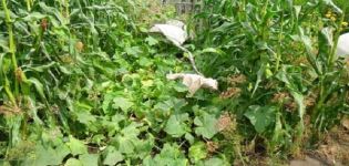 Comment planter des concombres avec du maïs en pleine terre, est-ce possible?