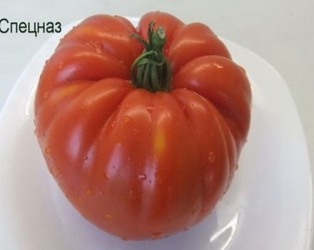 Caractéristiques de la variété de tomate Spetsnaz, avis des résidents d'été