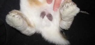 Vor- und Nachteile der Kastration von Kaninchen, Methoden und wie man es selbst macht