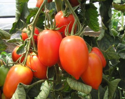 Caractéristiques et description de la variété de tomate Cream, son rendement