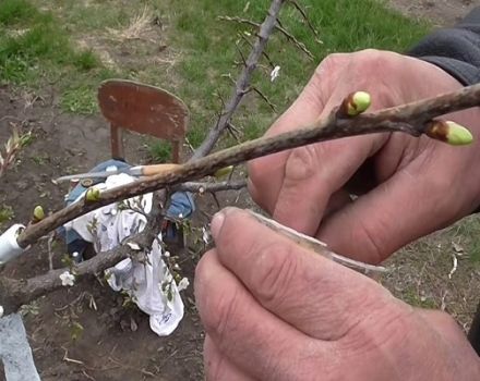 Comment planter des cerises en été avec de jeunes paupières vertes, méthodes, calendrier et soins