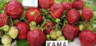 Description et caractéristiques des fraises Kama, culture et entretien