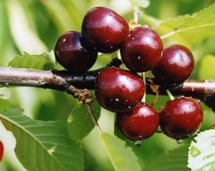 Histoire de reproduction, description et caractéristiques de la variété de cerises Minx et règles de culture