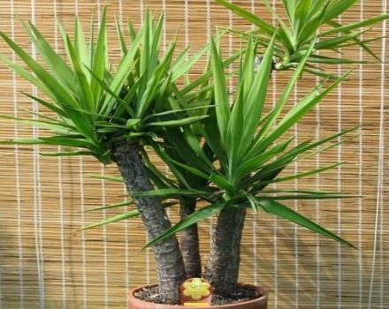 Caractéristiques de l'entretien du yucca à la maison, de la reproduction et de la transplantation