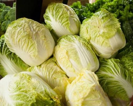 Beschreibung und Anbau der besten Chinakohlsorten