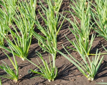 Was können Sie nach der Zwiebel im nächsten Jahr im Garten pflanzen?