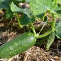 Comment utiliser correctement l'engrais nitrophoska pour les concombres