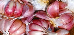 Description of the Petrovsky garlic variety, its characteristics and yield