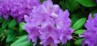 70 Arten und Sorten von Rhododendren mit Beschreibung und Merkmalen