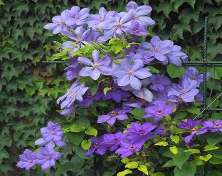 Description des meilleures variétés de clématites et caractéristiques des variétés