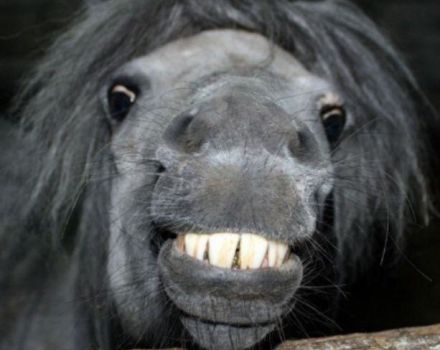 Wie kann das Alter eines Pferdes bestimmt werden und was beeinflusst seine Lebensdauer?