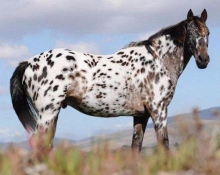 Beschreibung und Eigenschaften von Appaloosa-Pferden, Merkmale von Inhalt und Preis
