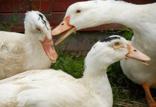 Pourquoi les canards se mordent-ils et se pincent-ils et que faire du cannibalisme