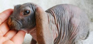 Causes de la calvitie chez les lapins et méthodes de traitement, méthodes de prévention