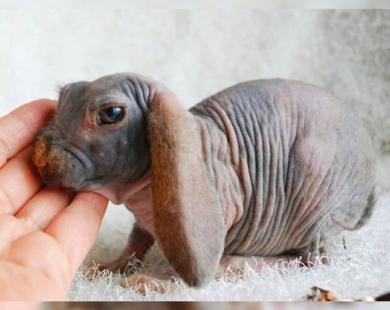Ursachen der Kahlheit bei Kaninchen und Behandlungsmethoden, Präventionsmethoden