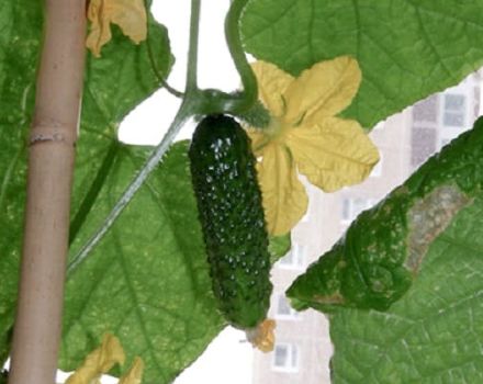 Description of the Bettina cucumber variety, cultivation features and yield