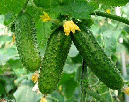 Merkmale des Gurkenanbaus auf freiem Feld in der Region Moskau