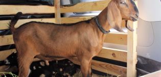 Description and characteristics of the top 5 meat breeds of goats, the rules for their maintenance