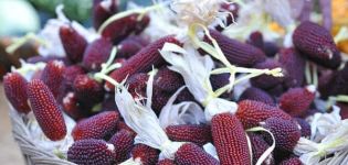 Description of red corn, features of cultivation and care