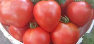Beschreibung der Tomatensorte Roter Zucker und ihre Eigenschaften