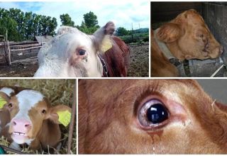 Pourquoi un veau peut larmoyer, maladies fréquentes et traitement