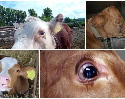 Pourquoi un veau peut larmoyer, maladies fréquentes et traitement