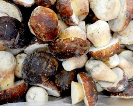Comment congeler des champignons de lait pour l'hiver à la maison