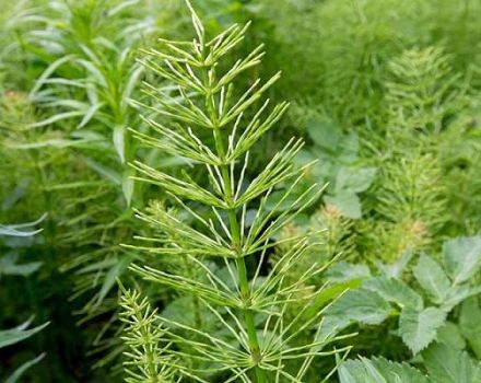 Description and instructions for the use of herbicides to combat horsetail